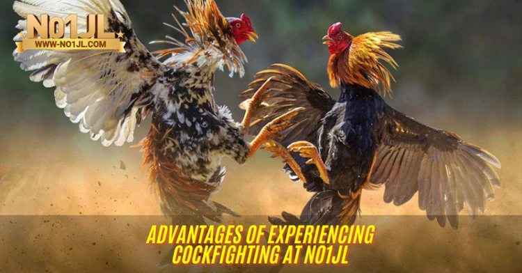 Experiencing Cockfighting at NO1JL