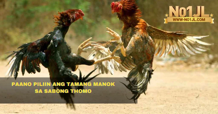 Paano Piliin ang Tamang Manok sa Sabong Thomo