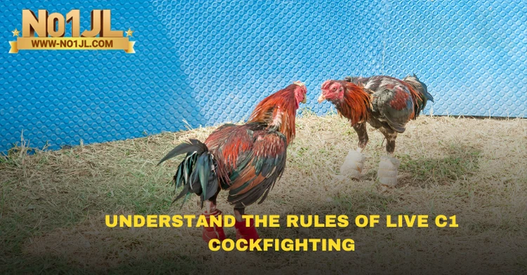 Understand the Rules of Live C1 cockfighting